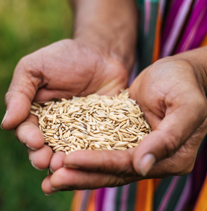 paddy selection rice