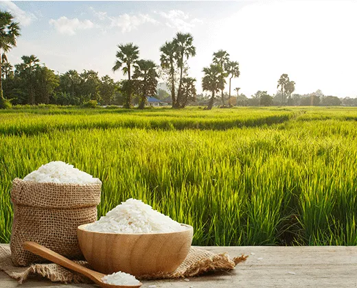 rice eating receipies, healthy rice, rice quality price, rice export at affordable price