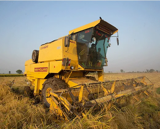 organic rice farming in Pakistan