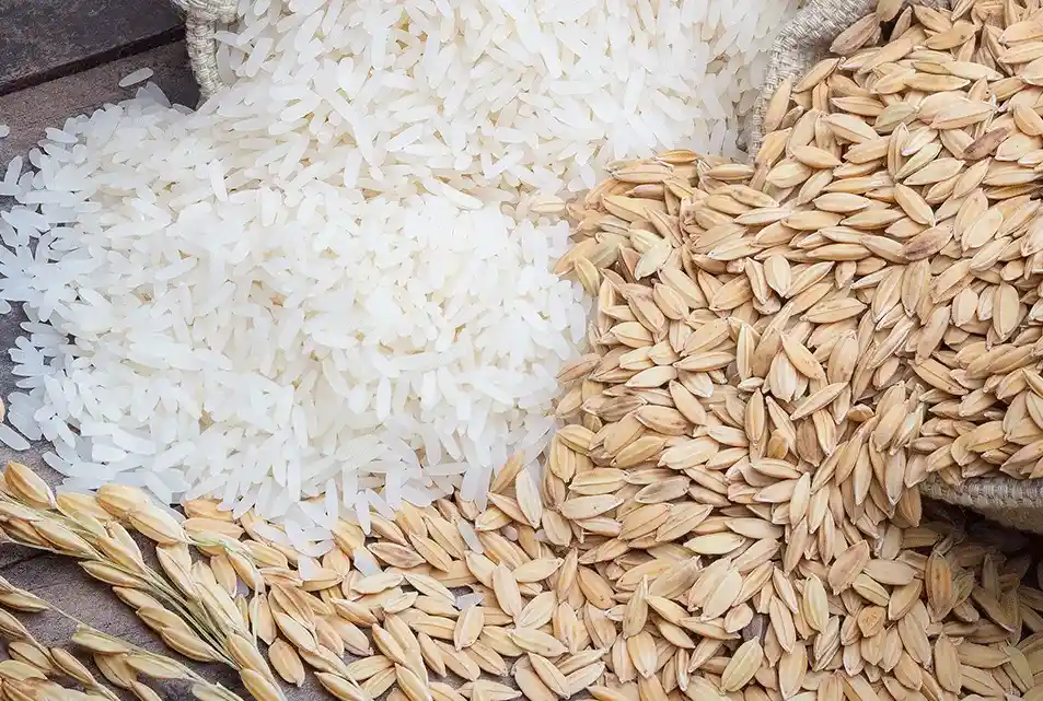 Rice Milling process by biggest exporter of rice in Pakistan, Rice millers in Pakistan, Top biggest basmati rice exporter in Pakistan, top 10 rice exporters in Pakistan, top 5 rice exporters in Pakistan known globally.