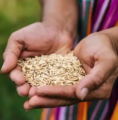 paddy selection rice